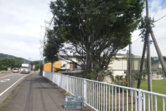 愛川町内公園　ケヤキ剪定